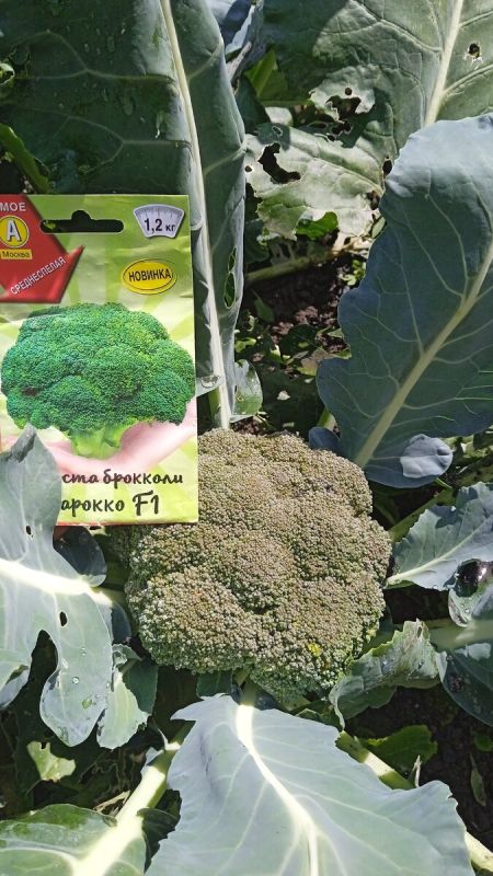 �������� ����������� � ��������: ������ '�������' �������� ��������