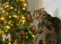 + Почему елка — это место притяжения котов?