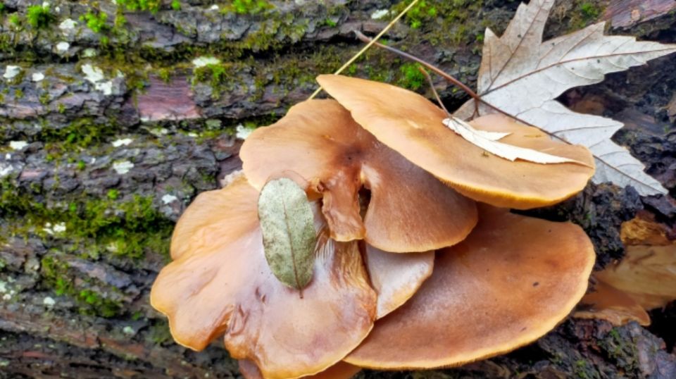 ������� �������� � ����������� ������