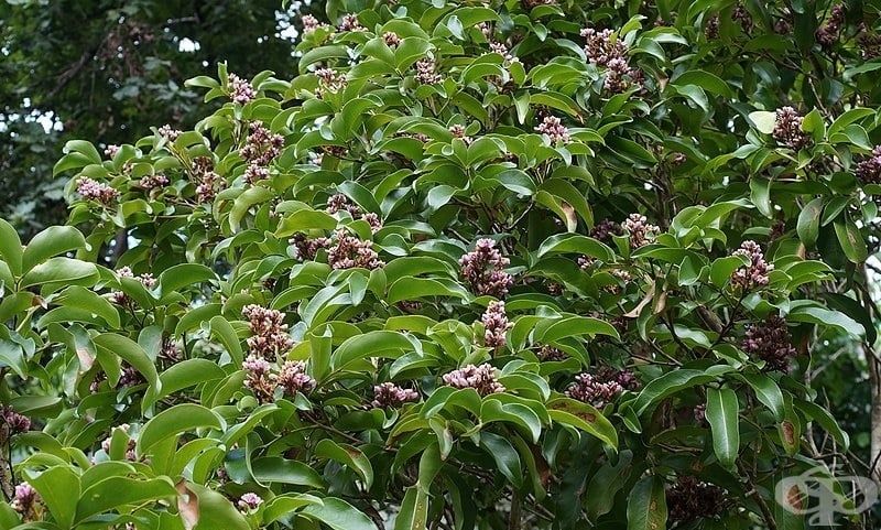 ���� �����: ����������� ����������, ������� ������� ��� ����������