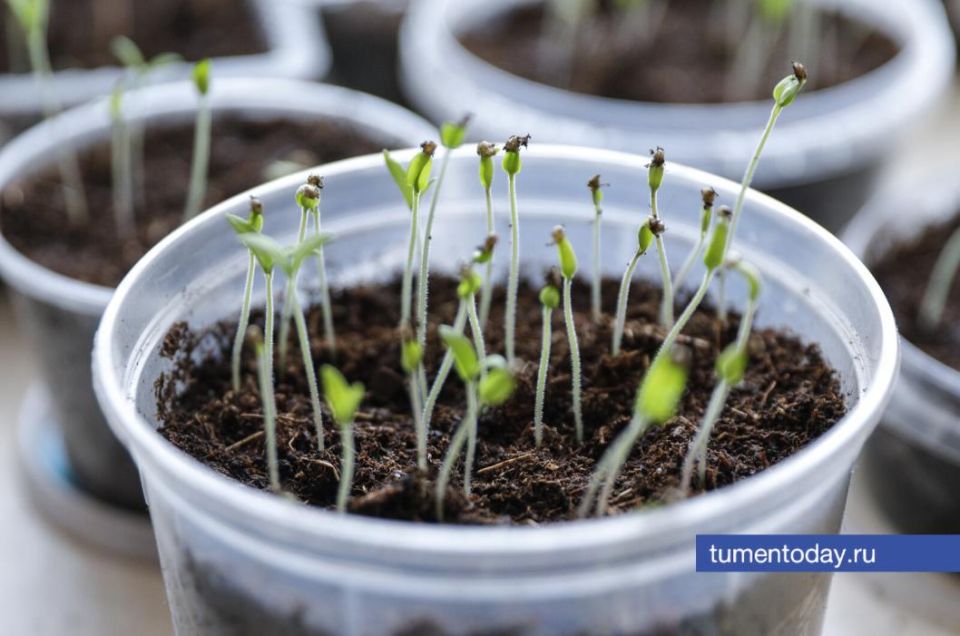 ������ � ����� �������� �������