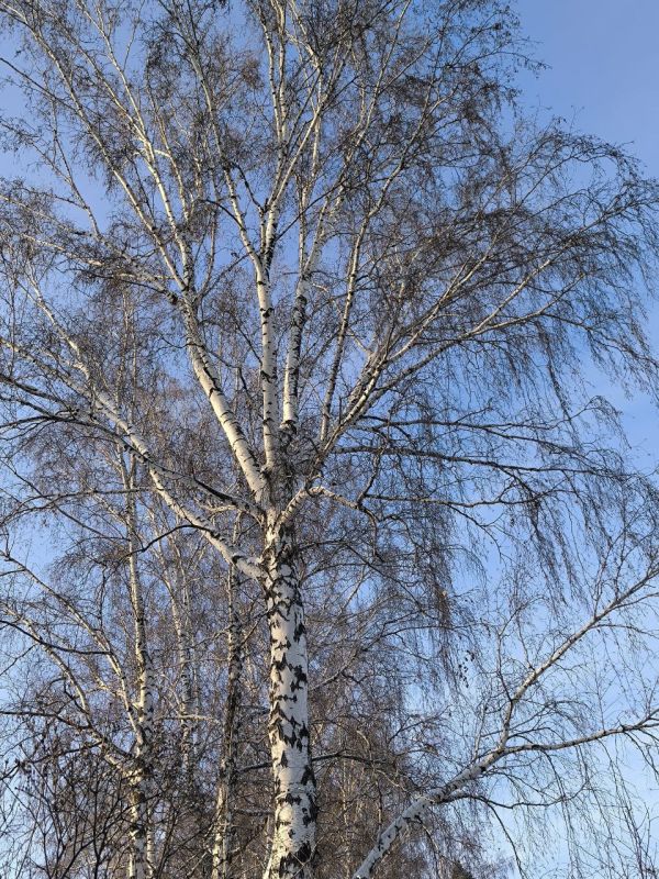 ����� ����� ��� ���� �����