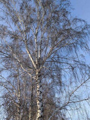 ����� ����� ��� ���� �����