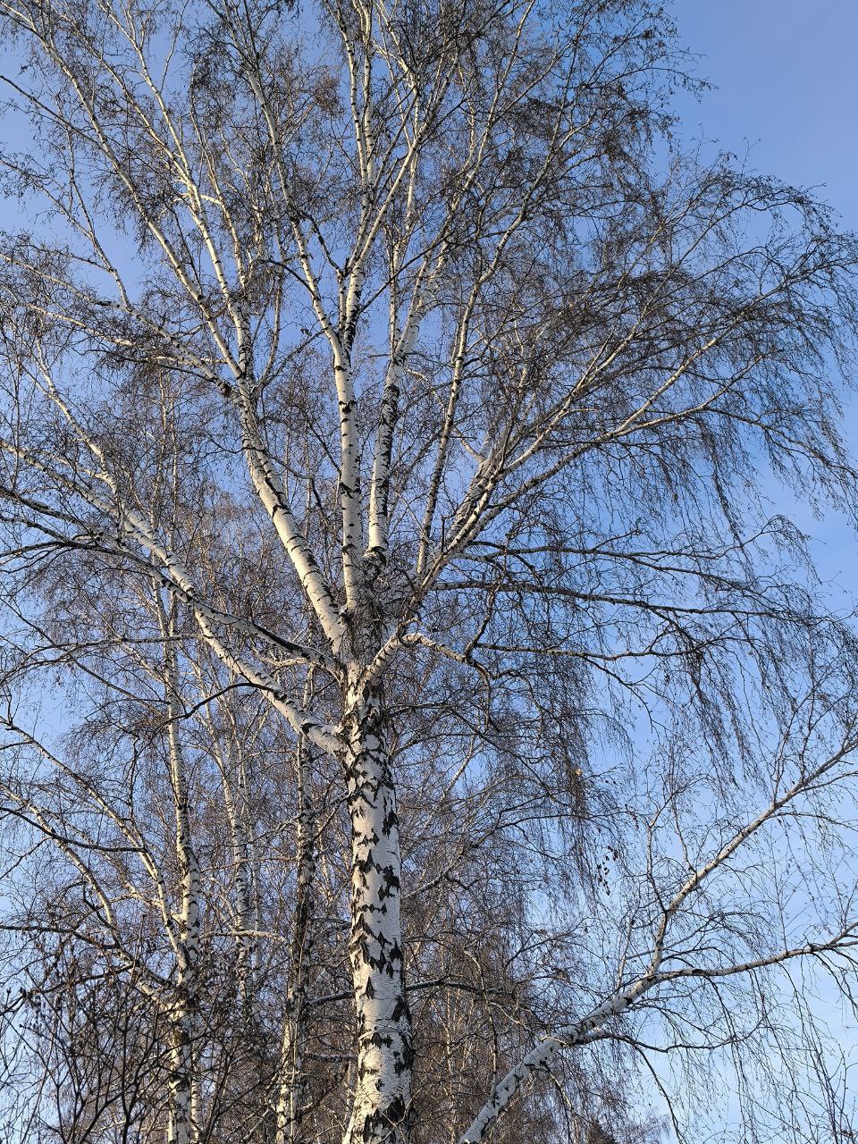 Белая берёза под моим окном