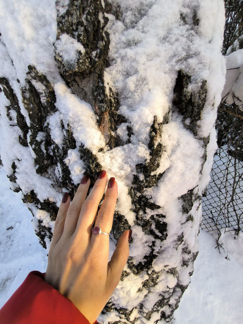 Белая берёза под моим окном Белая берёза под моим окном