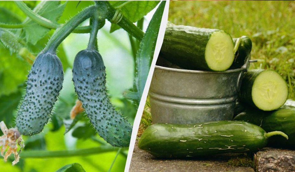 ��������� �� �������: ����� �������� ������� ������� ����� �����