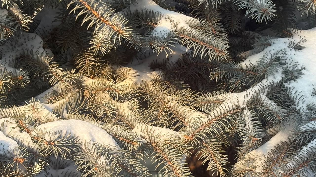 Хорошего Вам дня. МегаТюмень Хорошего Вам дня. МегаТюмень