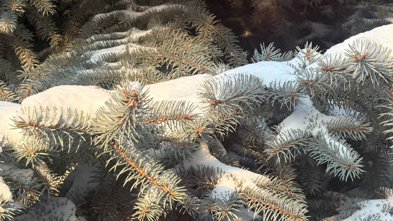 Хорошего Вам дня. МегаТюмень Хорошего Вам дня. МегаТюмень