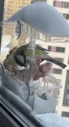 ����� ����� � ���������� ���� ������