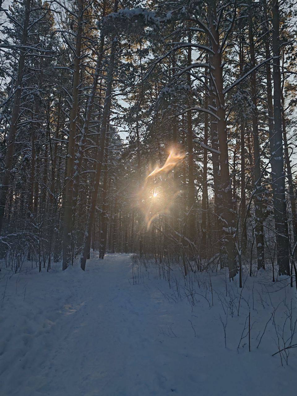 Такую необычную красоту запечатлели тюменцы в лесу