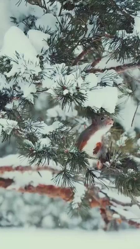 ������� ��� ���. ����������