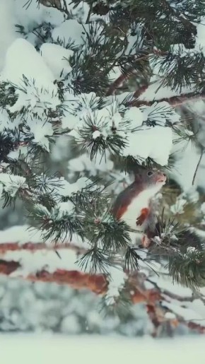 ������� ��� ���. ����������