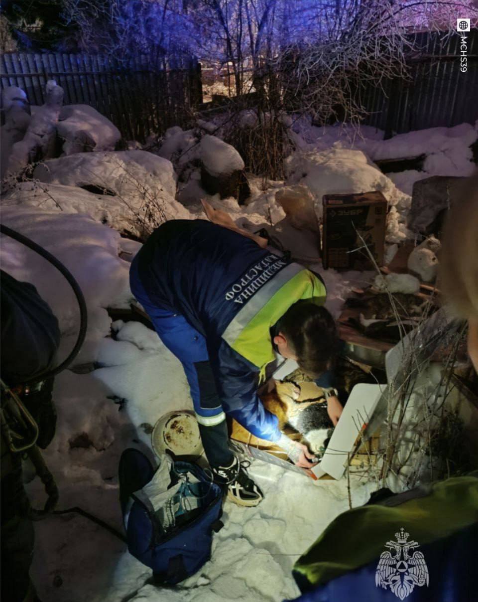 Полсотни котеек спасли из горящего дома в Калининграде Полсотни котеек спасли из горящего дома в Калининграде