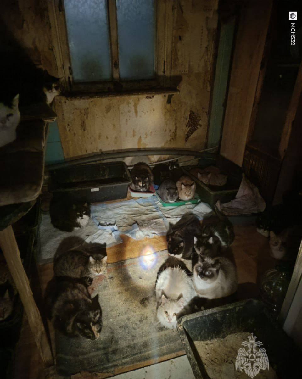 Полсотни котеек спасли из горящего дома в Калининграде