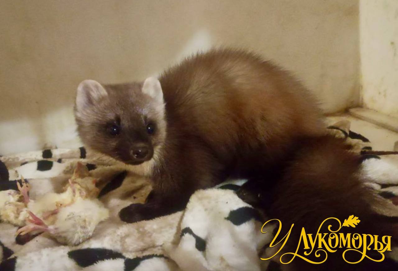 Куницу с черепно-мозговой травмой спасли в тюменском реабилитационном центре для животных: зверек попал к волонтерам в новогодний вечер, 31 декабря