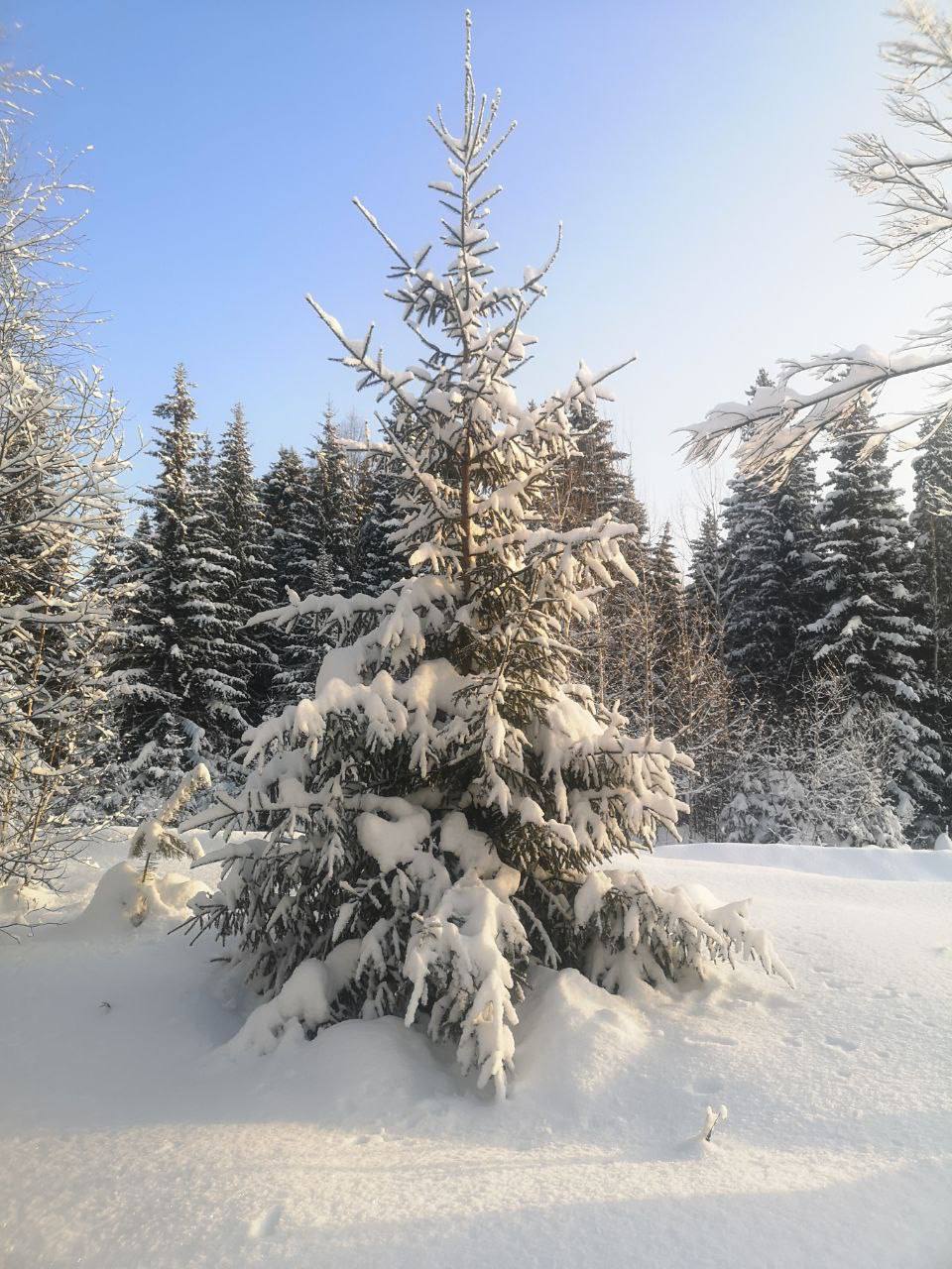 Заснеженная красота из Уватского района Заснеженная красота из Уватского района