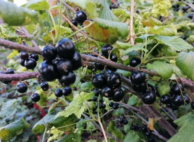 ������ ������ � ������ ���������: ��� ��������� ��������� � ����� ������