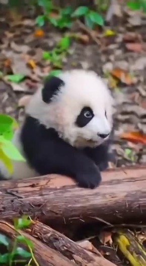 � ��� � ������ ����� � ����� 2026 ����