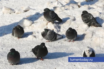 ����������� �� -35 �������� ������� ��������� ������� 13 ������