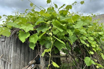 ����, �� ������� ��� � ��������: ����� ����������� �������