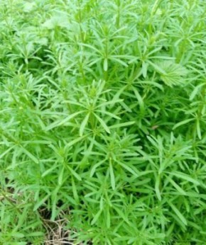 ����������� ������: ��������� �� ���� ����