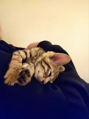 ������� ��������� �����, ����� �� ��������� ������ �����, �����: