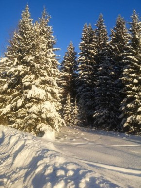 Красивое из морозного леса