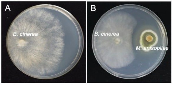 ��� ������������ ������� �������� �� ������� ��������