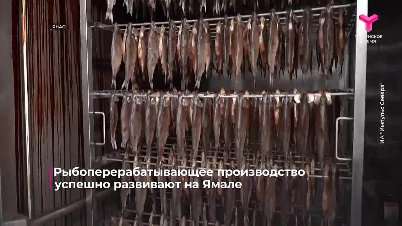 Новоуренгойский цех по переработке рыбы принимает сырьё от добывающих предприятий со всего Ямала