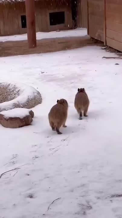 ���� �����! ������� ����� �������