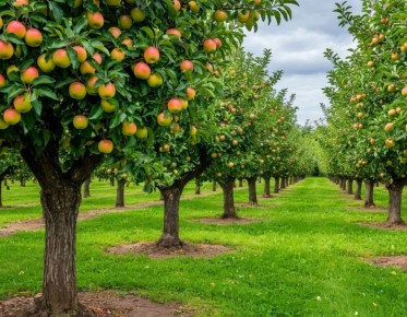 ��������� ������ ������� ���������: ��� �������� ������ �������� ��������