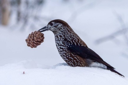 �������� ���������� � ������