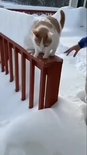 ������ ����! ������� ����������� - �����������