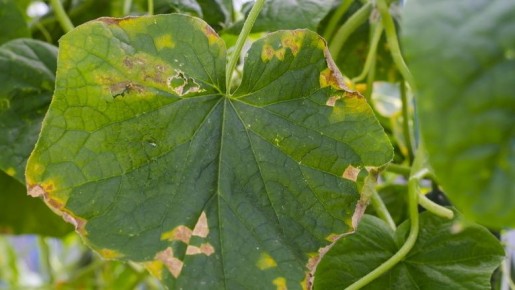 ��� ������ ������������ ������ ����� �������������