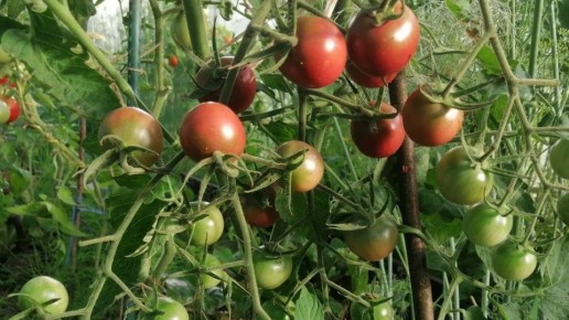 ����� �������� � ������� ������� ������������� ��������������