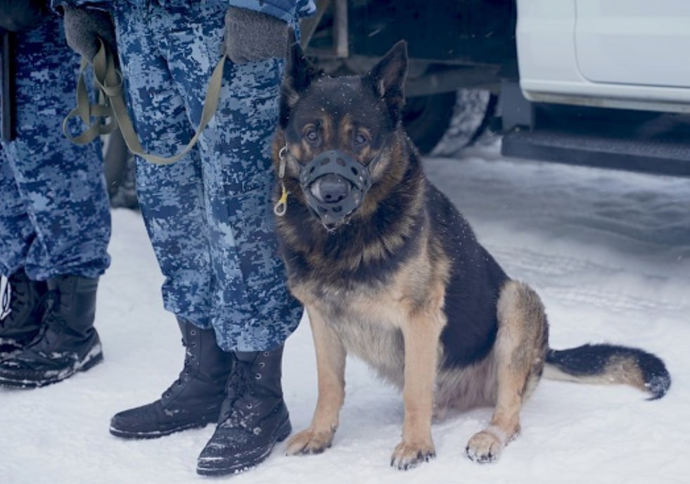 Сотрудники конвоя в Тюменской области сохраняют безупречную статистику: ни одного побега за 27 лет Сотрудники конвоя в Тюменской области сохраняют безупречную статистику: ни одного побега за 27 лет