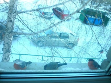 Милоты вам в ленту: только посмотрите на этих красавцев! Снегири облюбовали окно тюменки