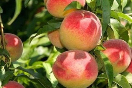 персик уралец: как вырастить сладкий урожай даже в суровых климатах