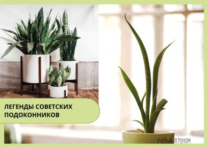 Сансевиерия: новый взгляд на старую знакомую — как правильно вырастить это уникальное растение