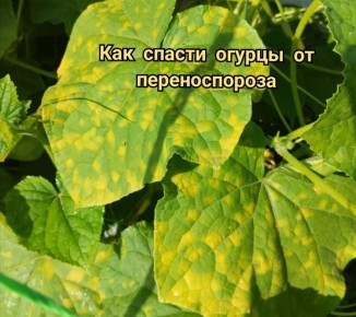 Как обрабатывать огурцы при появлении пятен на листьях