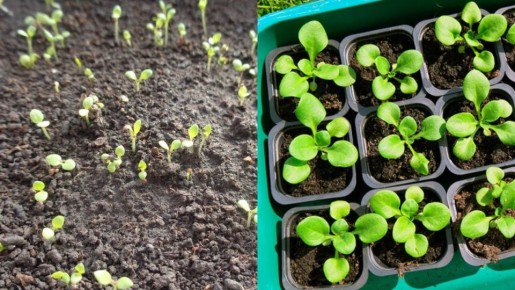 Как правильно пикировать петунию: три секретных совета агронома для крепких цветков