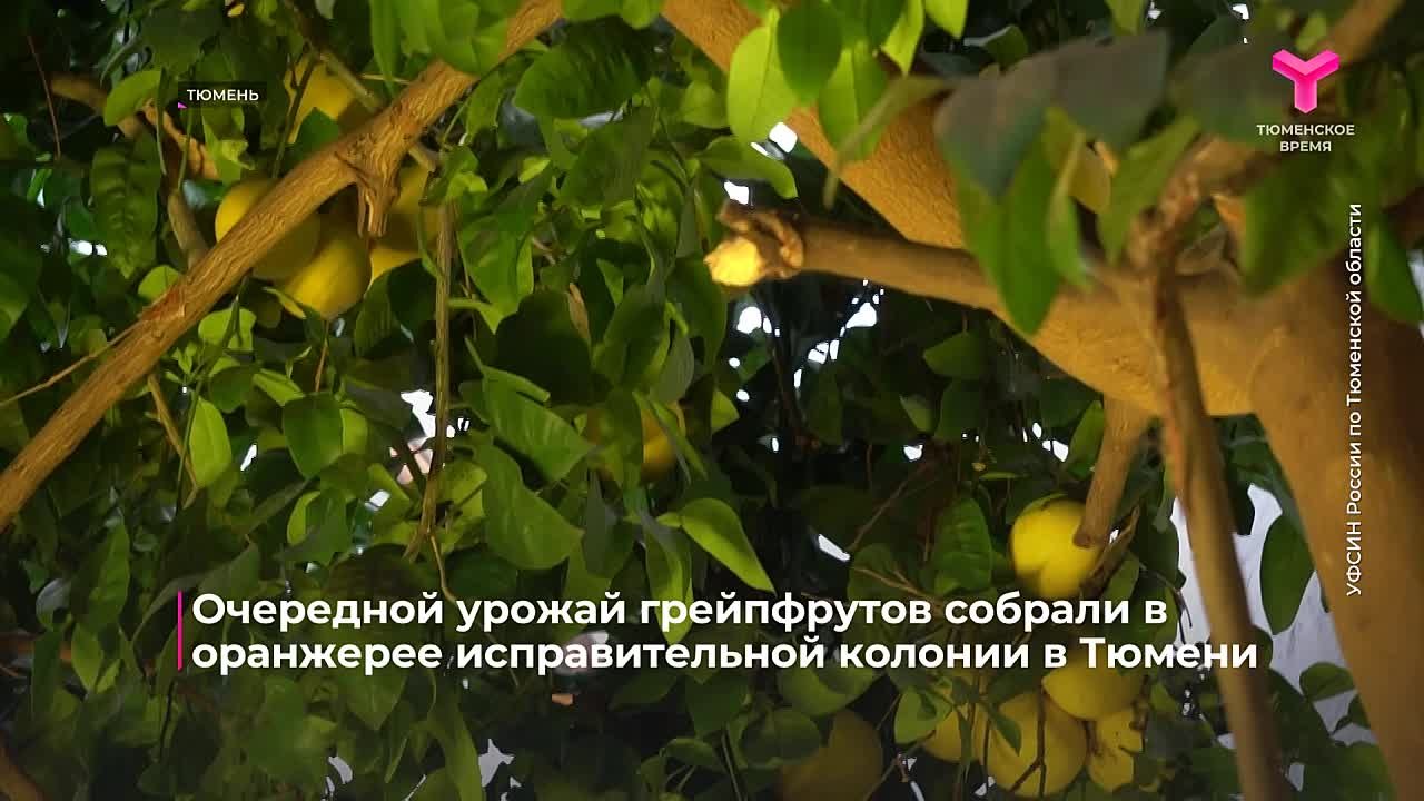 В исправительной колонии № 4 в Тюмени созрел очередной урожай экзотических фруктов