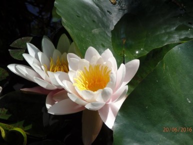 Кувшинка создает гармонию в водных экосистемах