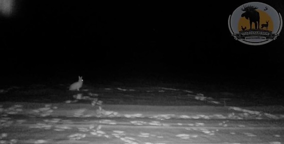 Если бы "Ну, погоди" снимали в Тюмени