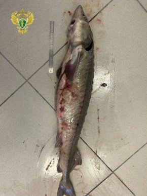 ������� ����� ���� �� ����: � ���� ������� 35-������ ����� ������� ������� ������