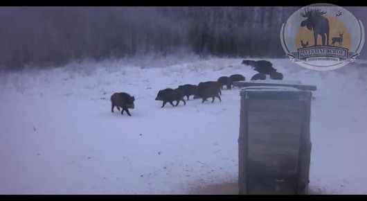 ������� �����������?. � ������������� ������������ ��� ������ ��������� ����������