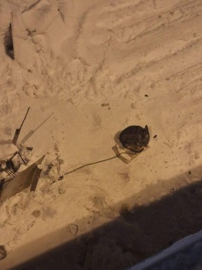 ������ �� �������� � �����: ��������� �� �������� ������ ������ �� ���� ����� �������� �� ������ � ������� ������ �� �������� ��� ������