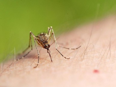 Натуральные способы защиты от комаров: витамины и чеснок против укусов