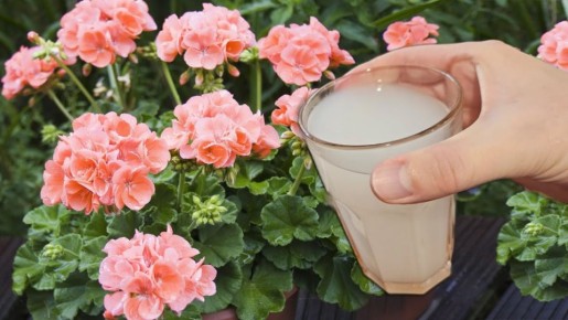 Как правильно заботиться о цветах зимой: секреты успешного цветения