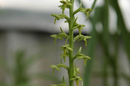 Зеленая красота: как ухаживать за редкой северной орхидеей